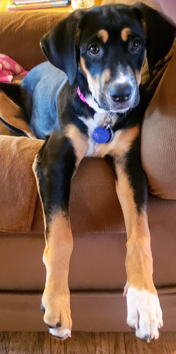 /Images/uploads/Friends of Seal Beach Animal Care Center/2022sbacc/entries/21144thumb.jpg